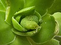 Caterpillar (green variant) on Aeonium