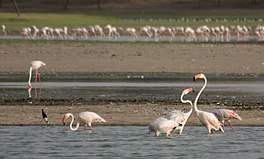 Several wide sandbars with water in front of and between them, with numerous long-necked, pink birds wading up to their bellies in the water