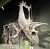 A skeletal mount of Titanoceratops