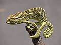 Image 39Indian chameleon