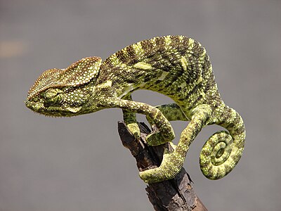 Indian chameleon