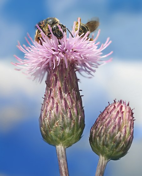 320px]] 2 Bees on a CREEPING THISTLE (Cirsium arvense)