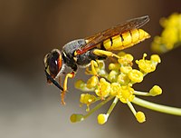 Bee-killer wasp