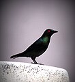 Asian glossy starling in Malaysia