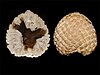 Fossilized Araucaria mirabilis cones