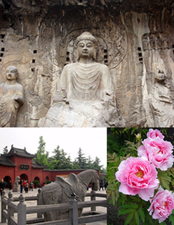 Top:Longmen Grottoes, Bottom of left:White Horse Temple, Bottom of right:Paeonia suffruticoca in Luoyang