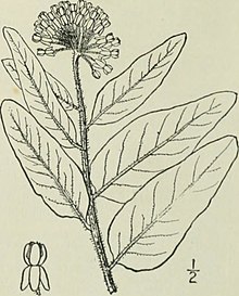 Illustration of "Asclepias lanuginosa"
