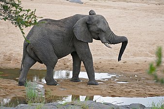 Elephant in the riverbed