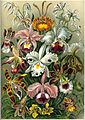 Orchideae ; Cypripedium (orchids)