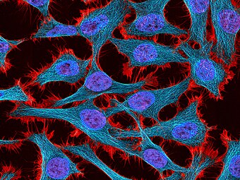 Multiphoton fluorescence image of HeLa cells stained with the actin- binding toxin phalloidin (red), microtubules (cyan), and cell nuclei (blue). Nikon RTS2000MP custom laser scanning microscope.