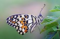 While resting, the butterfly closes its wing over its back and draws the forewings between the hindwings.[15]