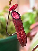 Nepenthes muluensis pitchers hang from tendrils. (This specimen is cultivated.)