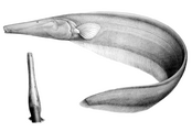Orthosternarchus tamandua