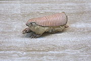 Brown and pink armadillo