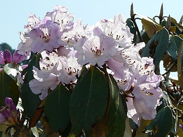 Rhododendrons(Ericaceae)