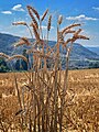 Wheat (Aargau)