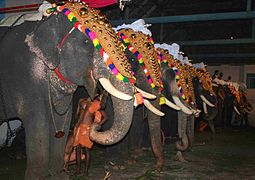 Caparisoned elephants during the festival