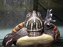 A painted turtle is swimming, apparently in an aquarium, and we see it front on at large scale, with its left webbed foot raised.