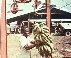 Banana harvest in Jarikaba
