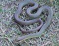Adult eastern yellow-bellied racer, C. c. flaviventris