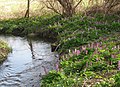 Flowering plants thriving in damp conditions on a stream bank.