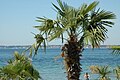 Palm trees at Tropical Beach in Helsingborg