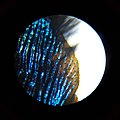 Wing of the violet carpenter bee under microscope