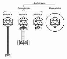 Illustrated sample of Duplodnaviria virions