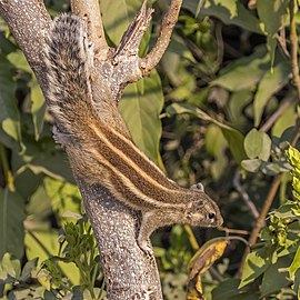 Five-striped palm squirrel Funambulus pennantii India