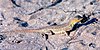Keeled earless lizard (Holbrookia propinqua), a female in situ, Tamaulipas, Mexico