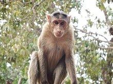 Bonnet Macaques at Matheran