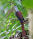 Great cuckoo-dove