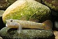 Image 16Rhinogobius flumineus swim on the beds of rivers (from Demersal fish)
