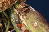 Small milkweed bug, Lygaeus kalmii), nymph (bottom) and mature (top)