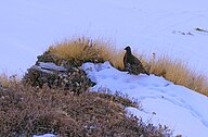 Snow partridge near Chopta