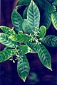 Psychotria viridis: jointly the most important ayahuasca additive