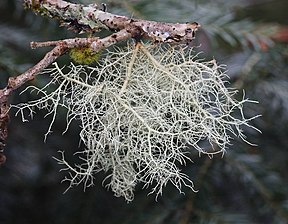 Very intricately branched, greenish, bush-like lichen hanging from a thin twig