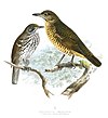 Spot-winged thrush on the right