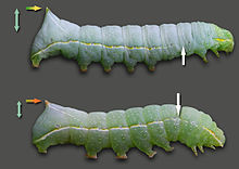 Caterpillars of A. pyramidea (top) and A. berbera