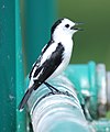 Pied water-tyrant