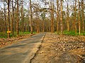 Nedumkayam Reserved Forest near Nilambur