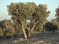 Trees List of trees and shrubs by taxonomic family