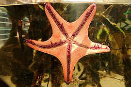 Starfish attaching to aquarium glass using tube feet.