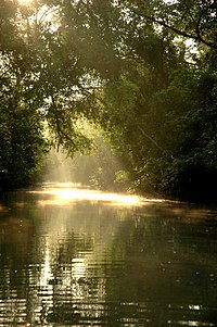 Sunderbans, the biggest mangrove forest in the world