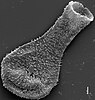 A scanning electron micrograph of a chitinozoan