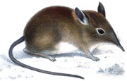 Drawing of brown elephant shrew