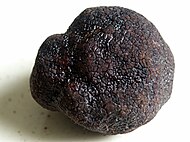 A black Périgord truffle