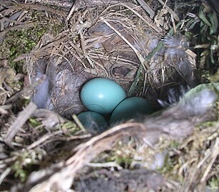 Nest with a clutch of eggs showing typical bluish colour