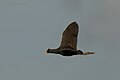 Watercock in flight