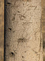 Bark detail on trunk